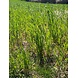 Herbimals Herbimals Gerstegras - grof