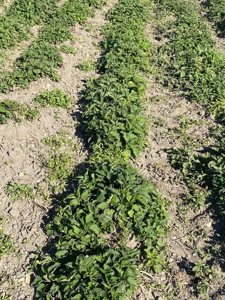Herbimals Herbimals Brandnetelblad - grof