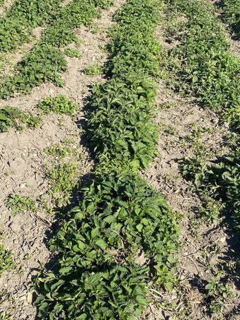Herbimals Herbimals Brandnetelblad - grof