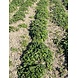 Herbimals Herbimals Brandnetelblad - grof