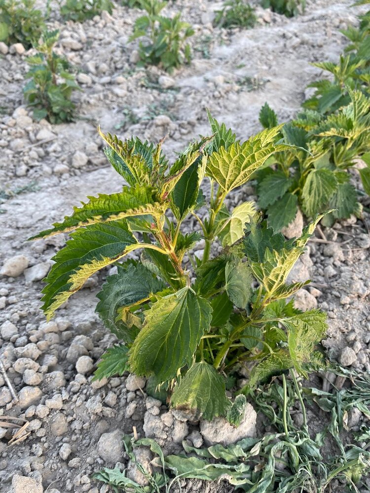 Herbimals Herbimals Brandnetelblad - grof