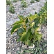 Herbimals Herbimals Brandnetelblad - grof