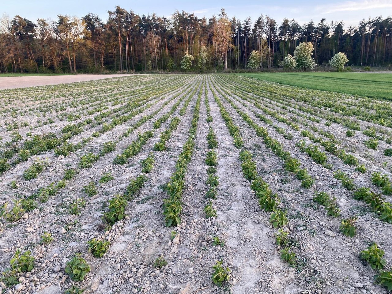 Herbimals Herbimals Brandnetelblad - grof