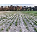 Herbimals Herbimals Brandnetelblad - grof