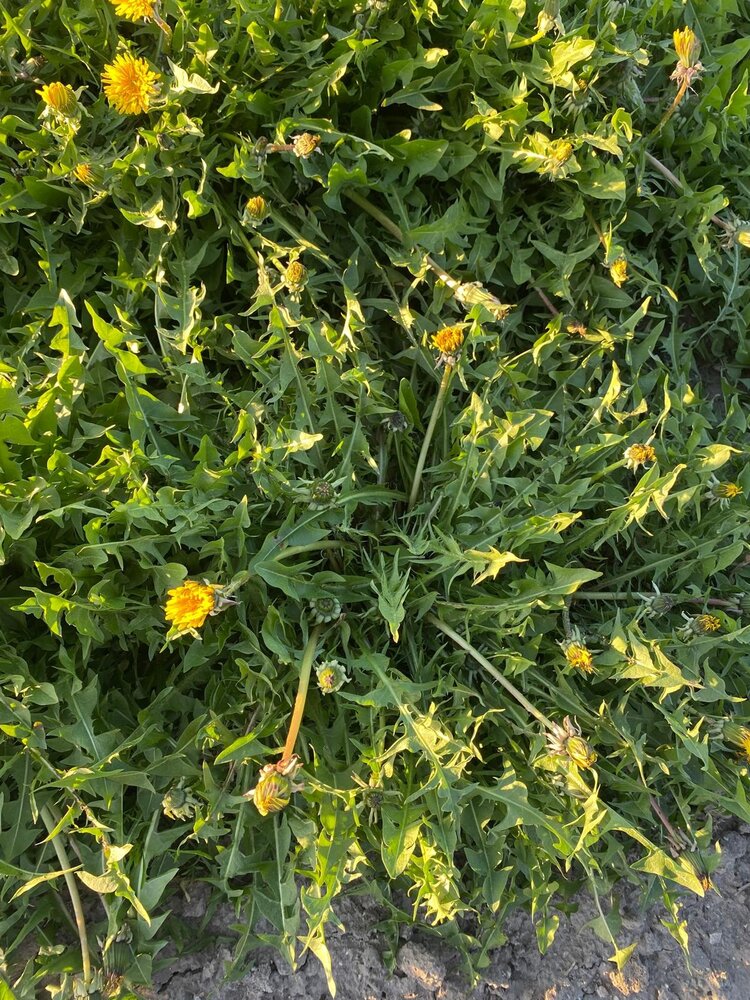 Herbimals Herbimals Paardenbloemwortel - grof Herbimals Herbimals Paardenbloemwortel - grof