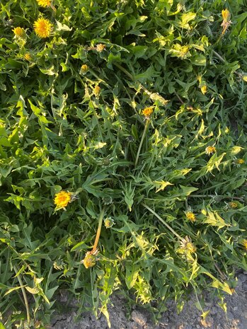 Herbimals Herbimals Paardenbloemwortel - grof Herbimals Herbimals Paardenbloemwortel - grof