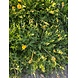 Herbimals Herbimals Paardenbloemwortel - grof Herbimals Herbimals Paardenbloemwortel - grof