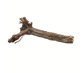 Druivenrank - boomstronk - 25-45 cm