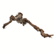 Druivenrank - boomstronk - 25-45 cm Druivenrank - boomstronk - 25-45 cm