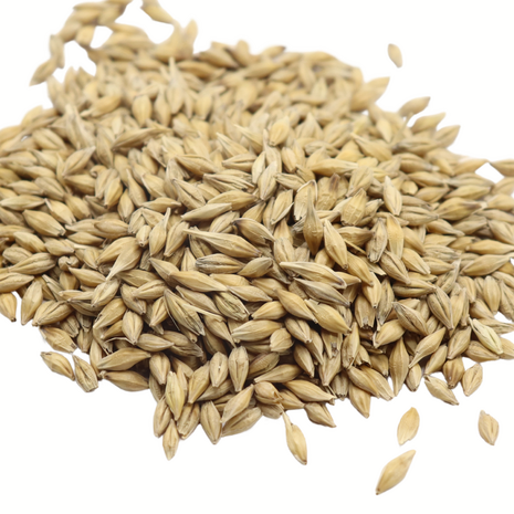 Herbimals Herbimals Gewone Gerst zaden - 100 gram Herbimals Herbimals Gewone Gerst zaden - 100 gram
