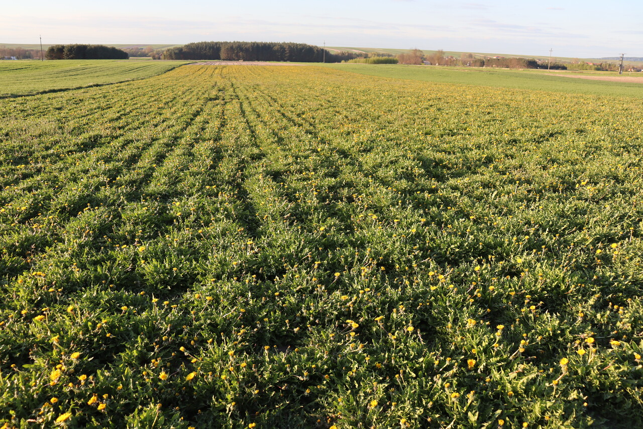 Herbimals Herbimals Paardenbloemblad met bloem - grof