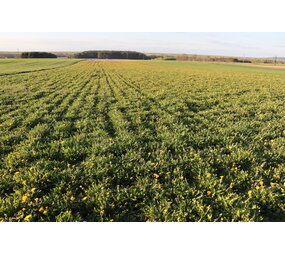Herbimals Herbimals Paardenbloemblad met bloem - grof