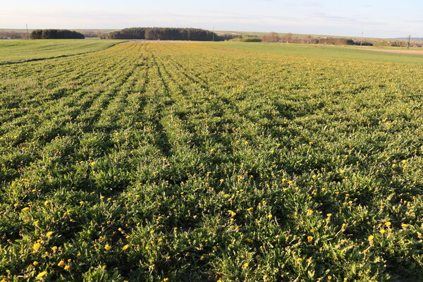 Herbimals Herbimals Paardenbloemblad met bloem - grof