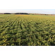 Herbimals Herbimals Paardenbloemblad met bloem - grof