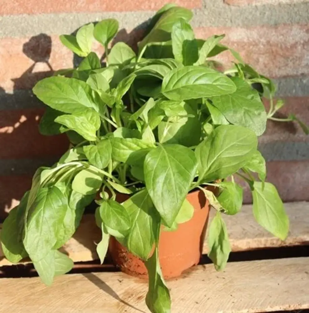 Biologische Sla plant - Lactuca sativa sp Biologische Sla plant - Lactuca sativa sp