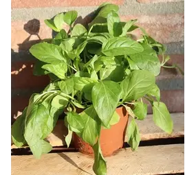 Biologische Sla plant - Lactuca sativa sp Biologische Sla plant - Lactuca sativa sp
