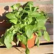 Biologische Sla plant - Lactuca sativa sp Biologische Sla plant - Lactuca sativa sp