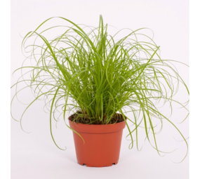 Biologische Kattengras Plant - Cyperus zumula Biologische Kattengras Plant - Cyperus zumula