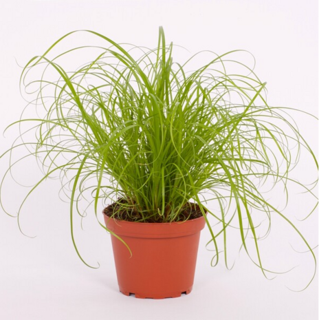 Biologische Kattengras Plant - Cyperus zumula