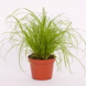 Biologische Kattengras Plant - Cyperus zumula