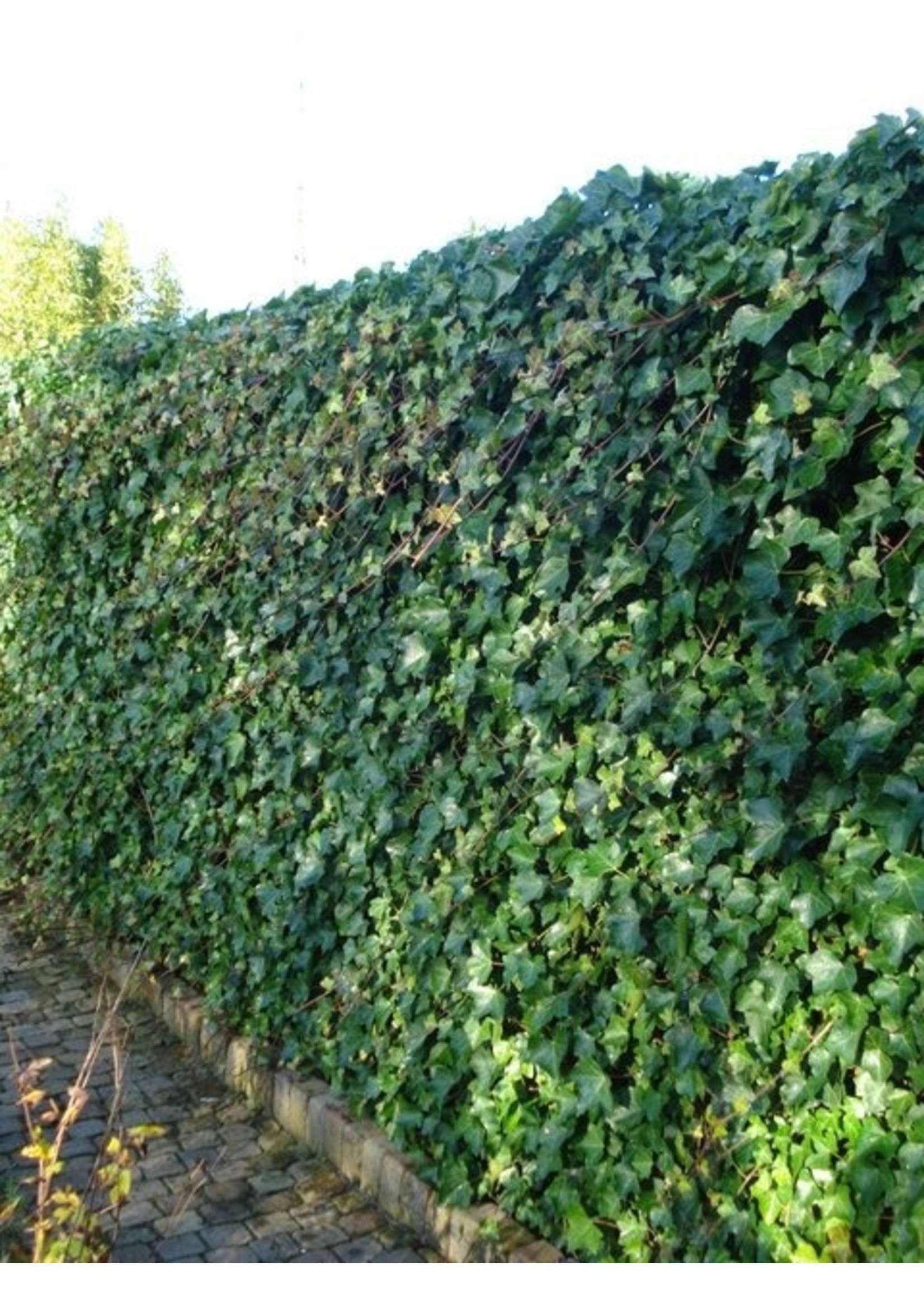 Cover-up Hedera hibernica (klimop)