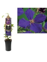 S-Pot Clematis 'Jackmanii' (Bosrank)