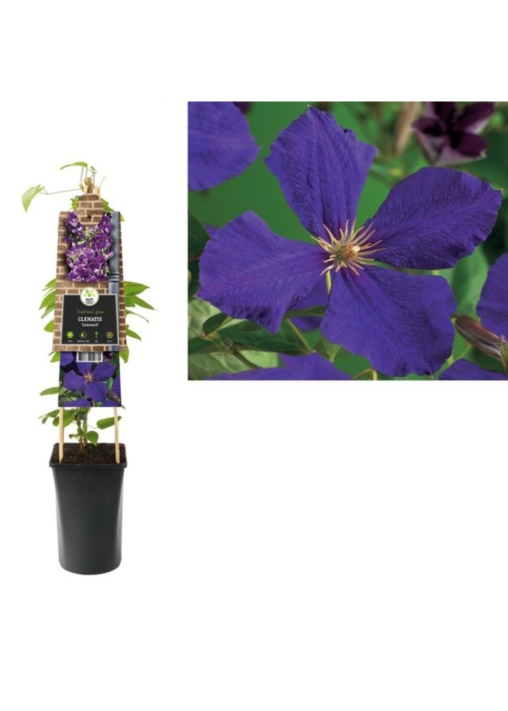 S-Pot Clematis 'Jackmanii' (Bosrank)