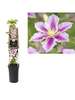 S-Pot Clematis 'Piilu' (Bosrank)