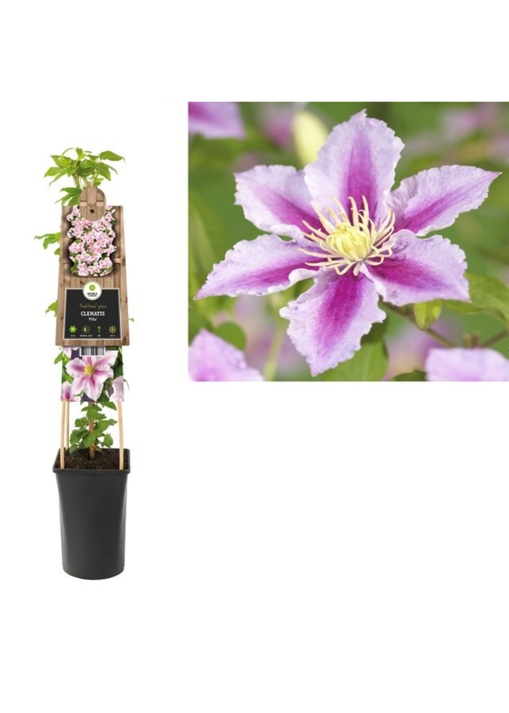 S-Pot Clematis 'Piilu' (Bosrank)