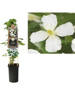 S-Pot Clematis montana 'Grandiflora' (Bosrank)