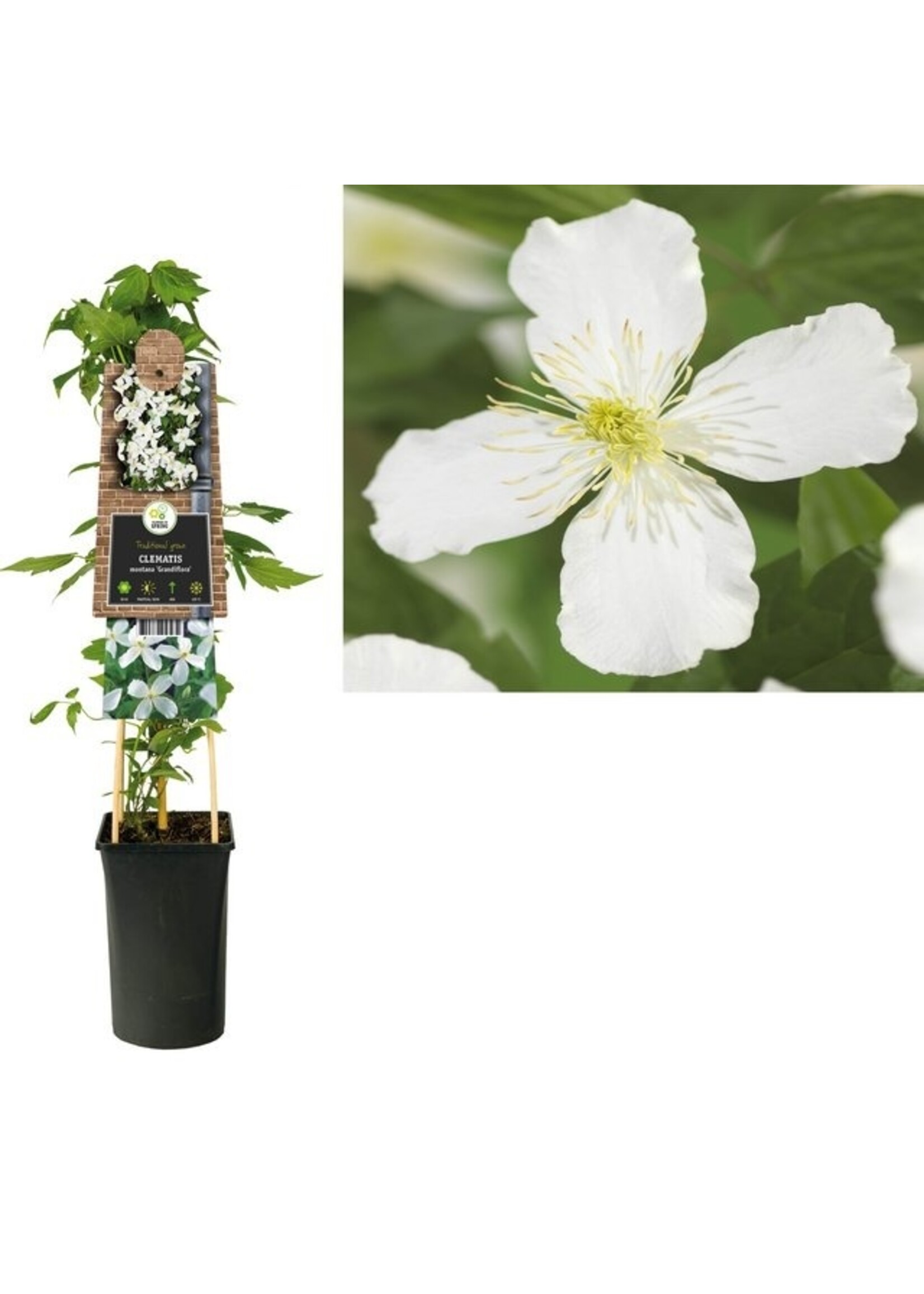 S-Pot Clematis montana 'Grandiflora' (Bosrank)