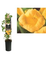S-Pot Campsis radicans 'Flava' (trompetbloem)