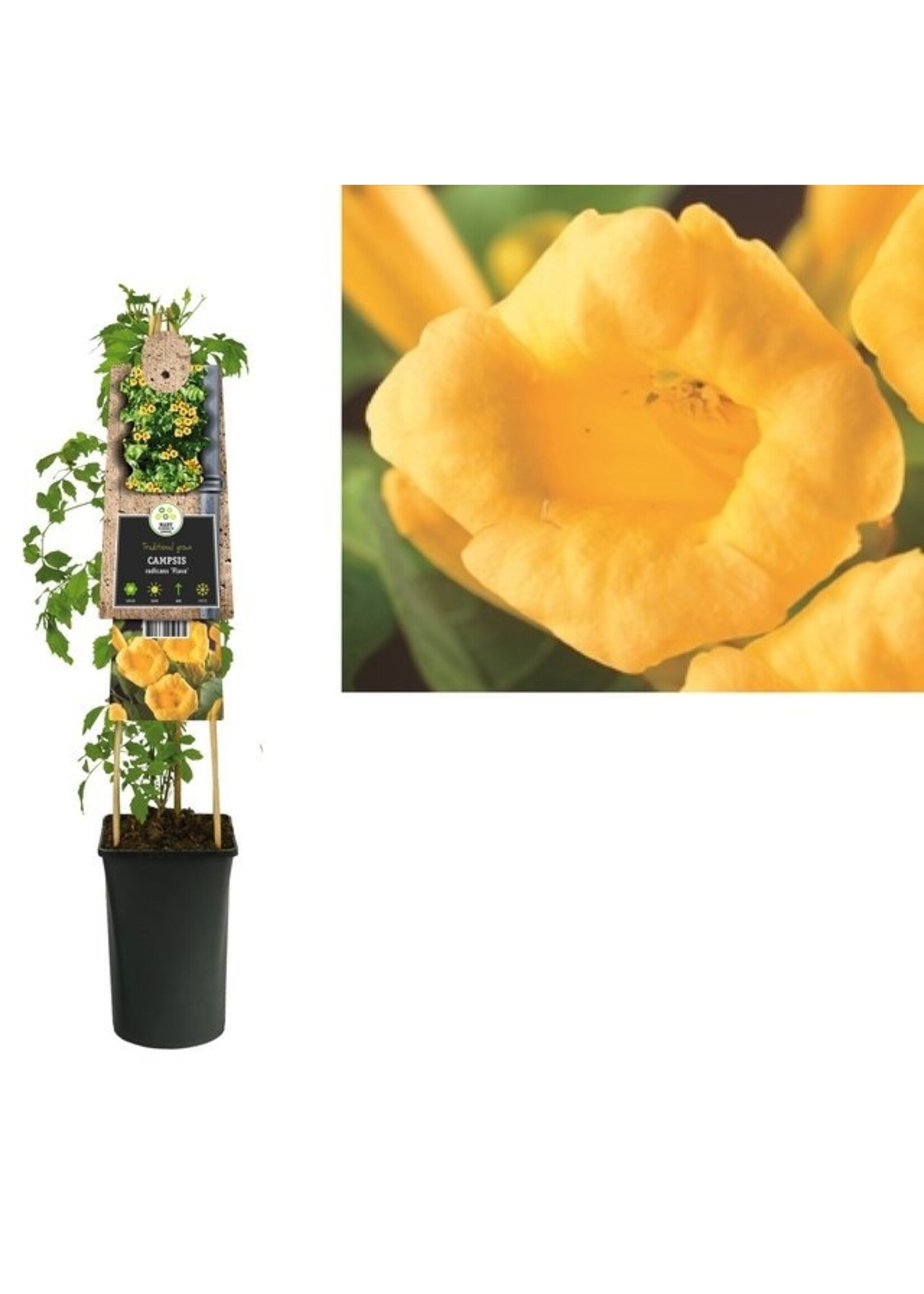 S-Pot Campsis radicans 'Flava' (trompetbloem)