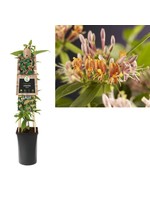 S-Pot Lonicera henryi (kamperfoelie)