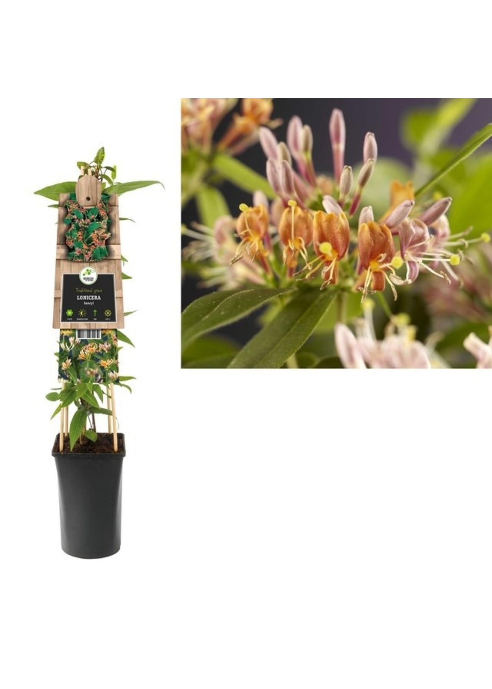 S-Pot Lonicera henryi (kamperfoelie)