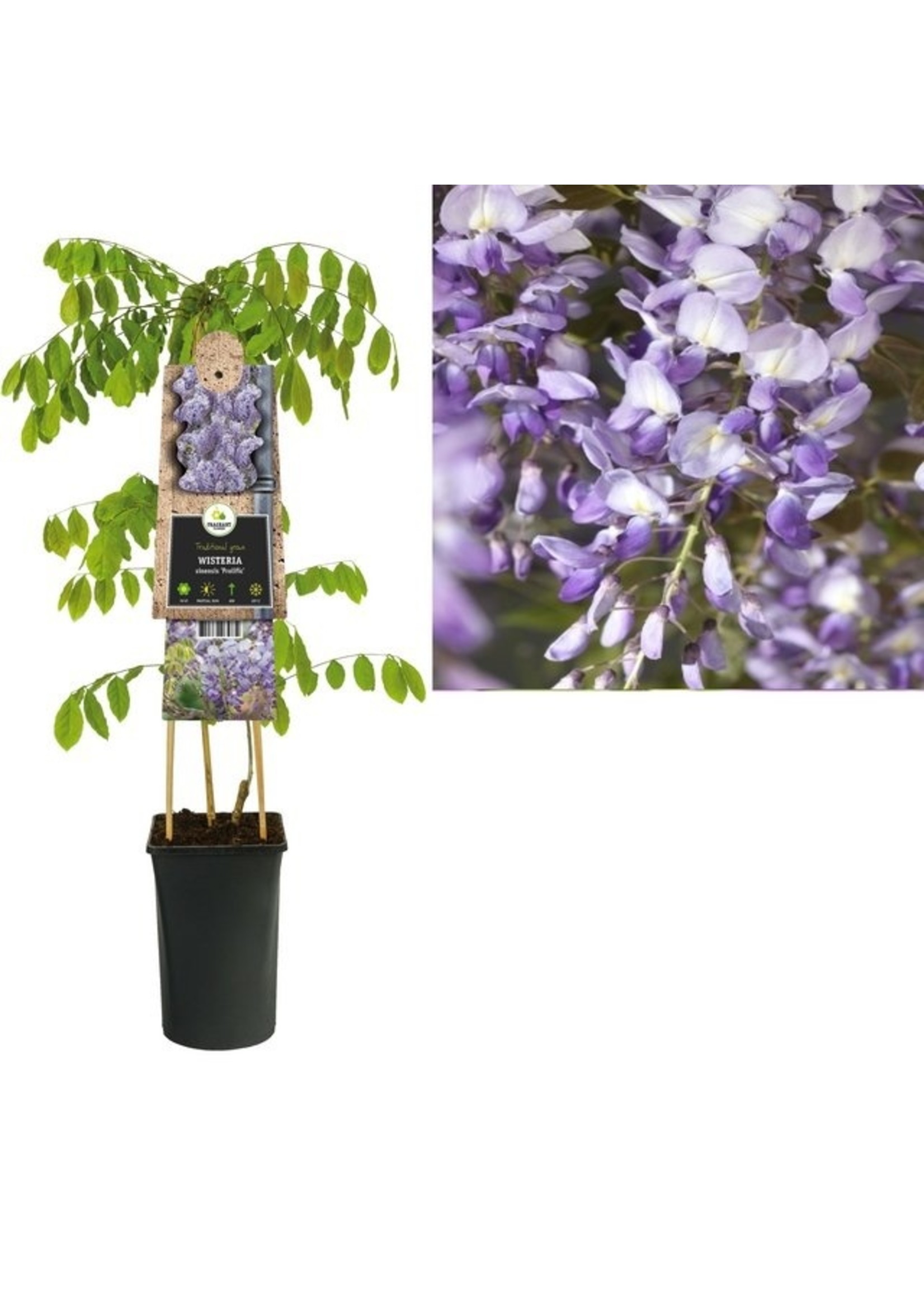 S-Pot Wisteria sinensis 'Prolific' (Blauwe regen)