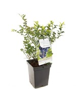 Kleinfruit Vaccinium corymbosum 'Horblue Petite' (Amerikaanse Bosbes)