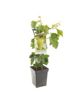 Kleinfruit Vitis 'Himrod' (Pitloze witte druif)