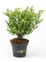 I-Lexit Ilex crenata 'Dark Green' (de vervanger van de Buxus)