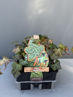 Simply Green Hedera hibernica 6 pack