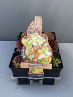 Simply Green Sempervivum Mix 6 pack