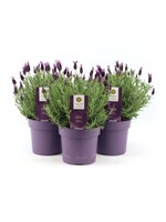 Lavandula stoechas p10,5