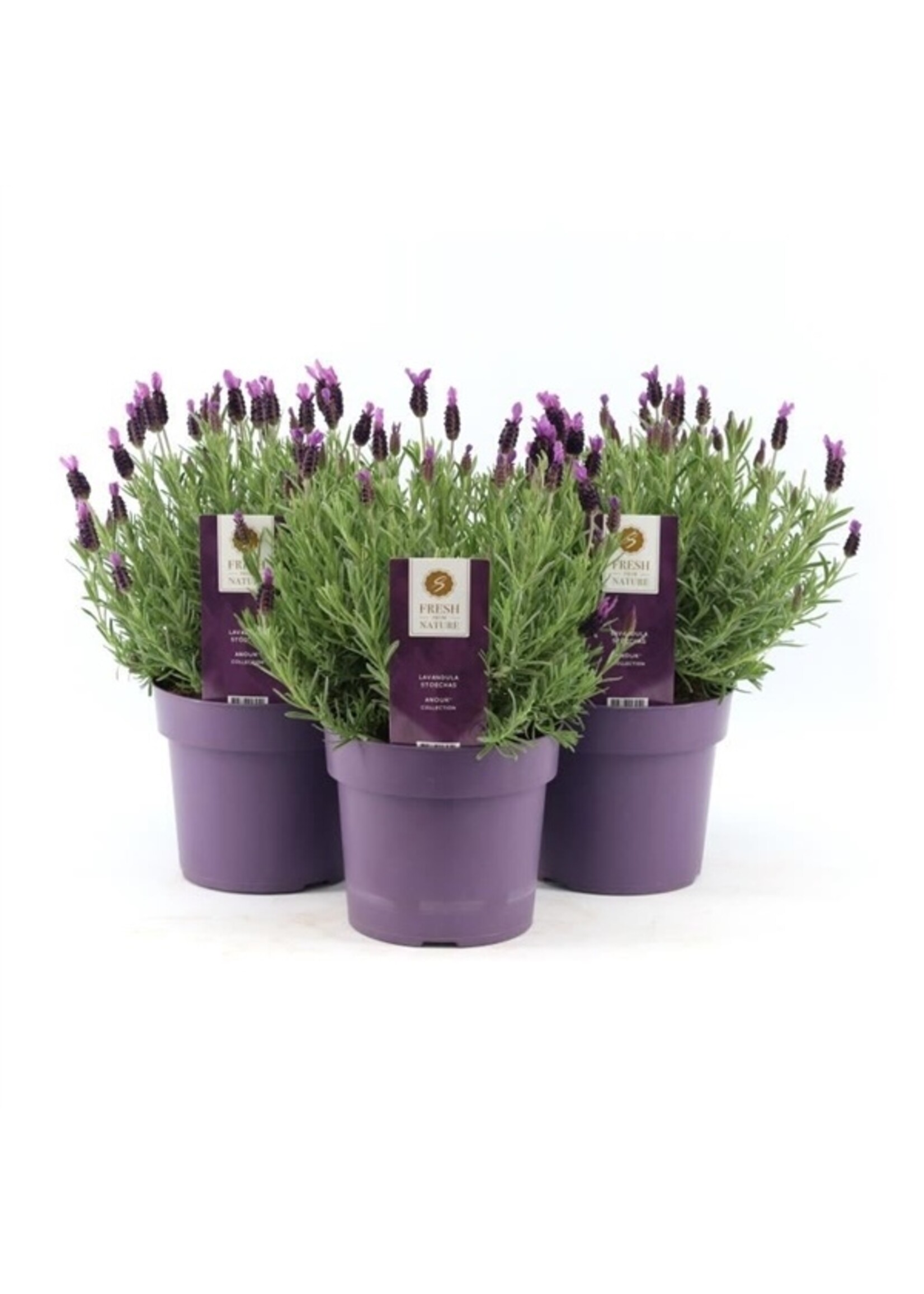 Lavandula stoechas