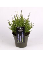 Lavandula angustifolia ''Hidcote''