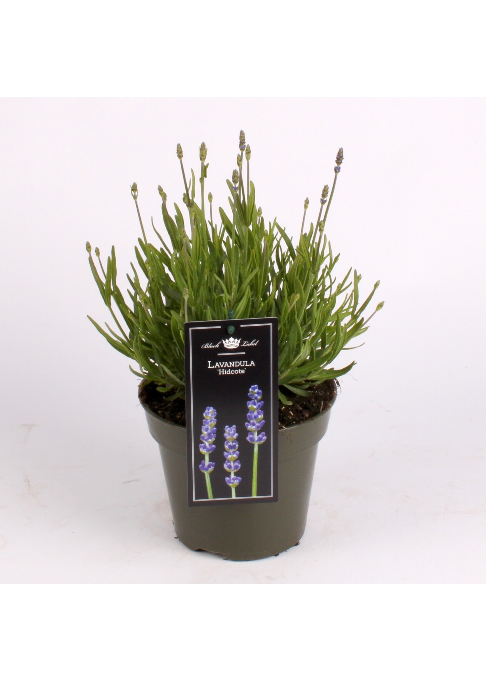 Lavandula angustifolia ''Hidcote''