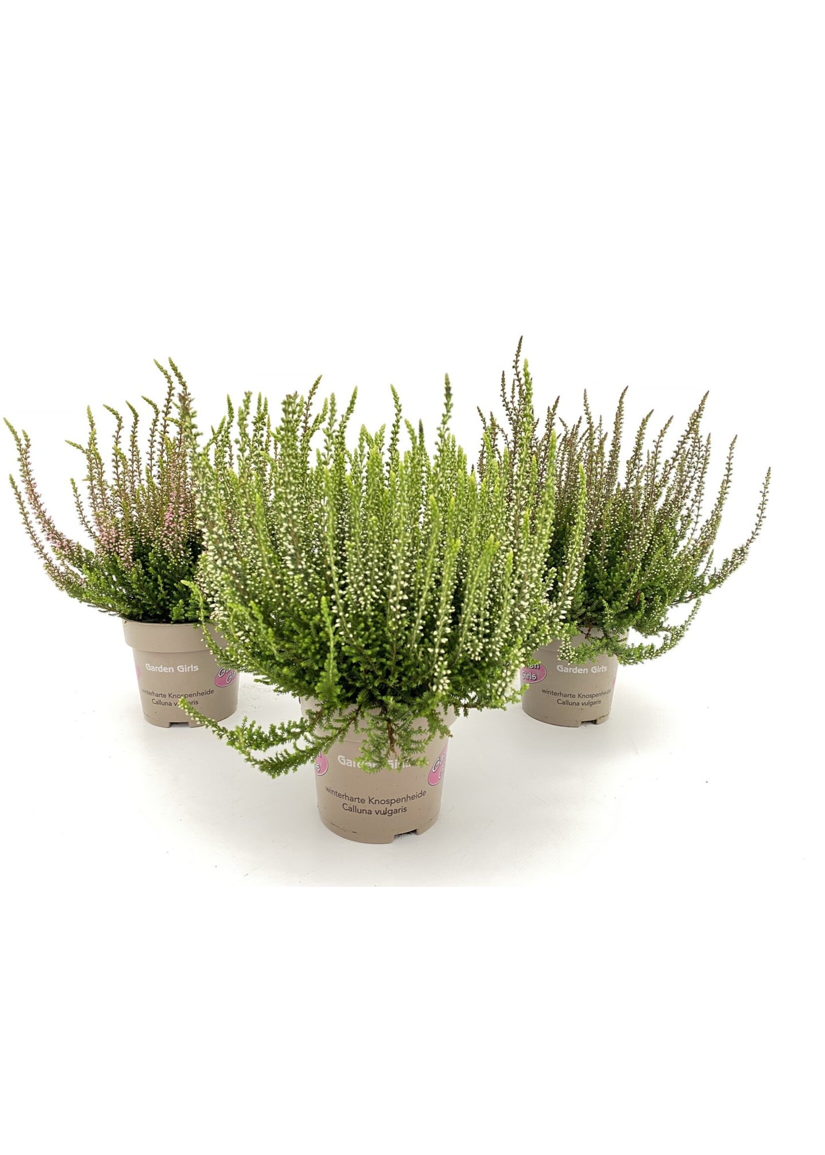 Calluna garden girls mix