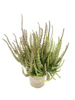 Calluna garden girls Twin