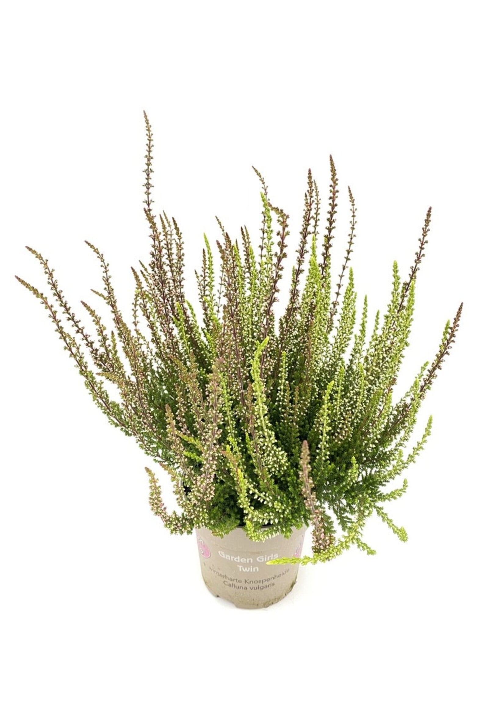 Calluna garden girls Twin