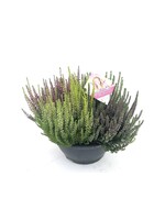 Calluna Beauty Lady High Five schaal