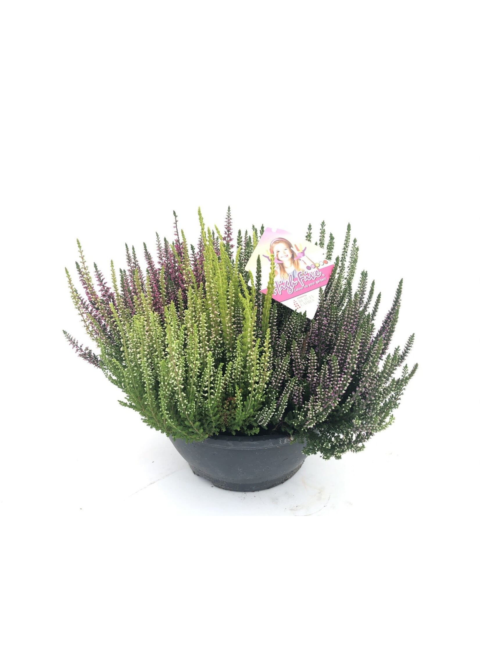 Calluna Beauty Lady High Five schaal